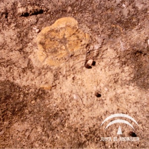 Detalle de un fósil. Fuente: IAPH