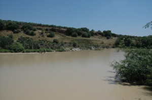 La vegetación del Guadalquivir aguas arriba de Córdoba.