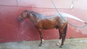 cuidados higiénicos del caballo: Baño del caballo en "Córdoba Ecuestre"