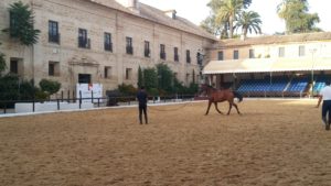 El adiestramiento de caballos en las Caballerizas Reales de Córdoba.