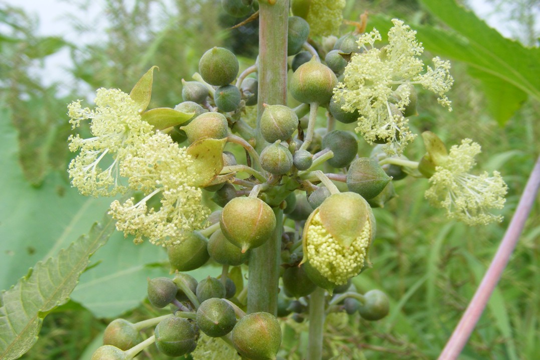 Flor de ricino