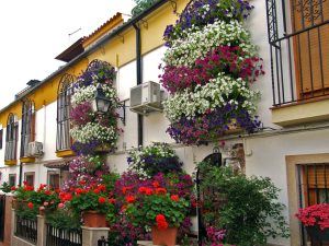 Patios de Córdoba Tour