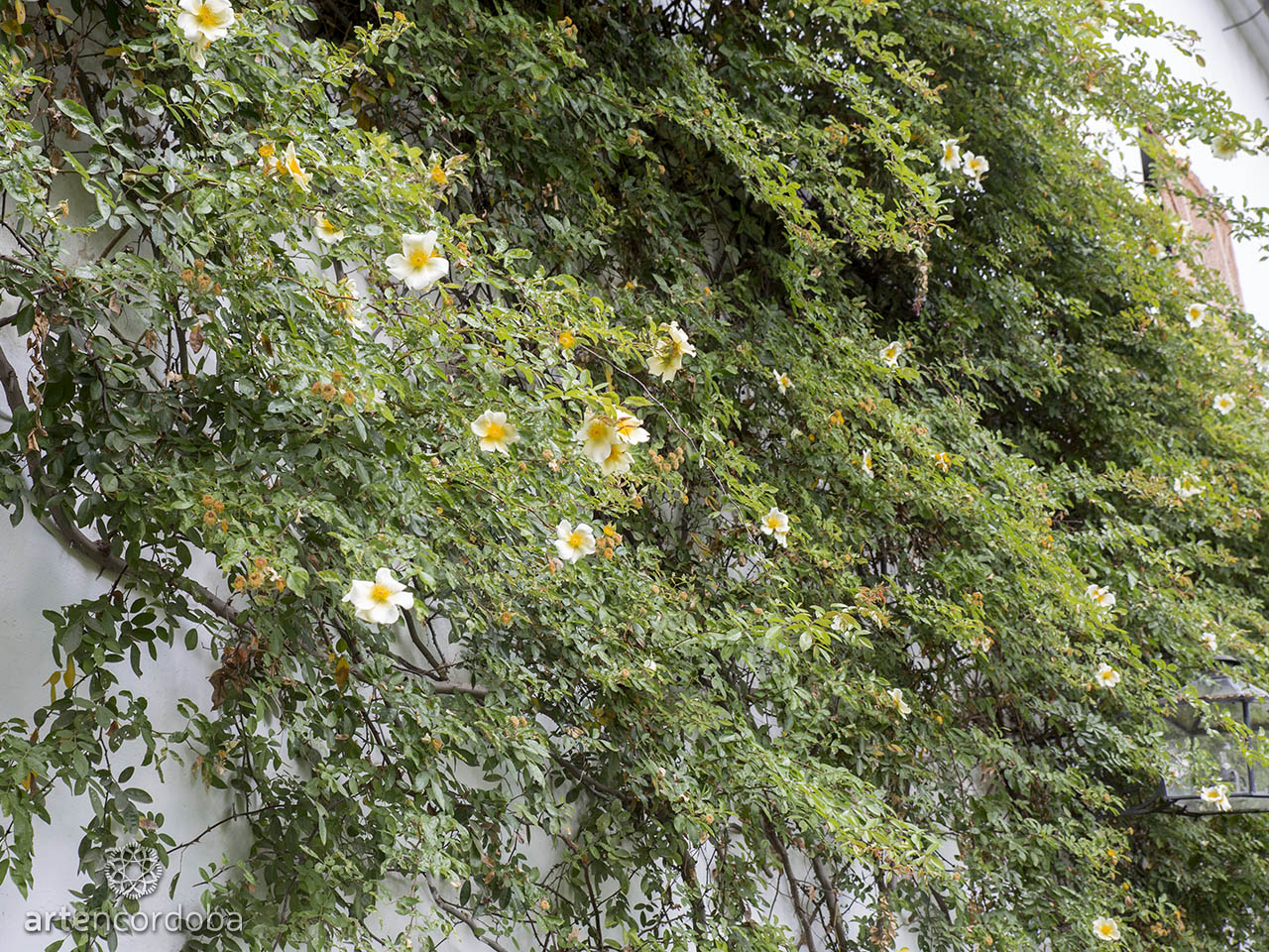 PALACIO_VIANA_JARDIN_CORDOBA_01